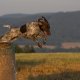 <h1 style="font-size: 12px">Cani da Caccia: Spettacolo di un Bracco Tedesco a Lavoro su campo aperto..</h1>